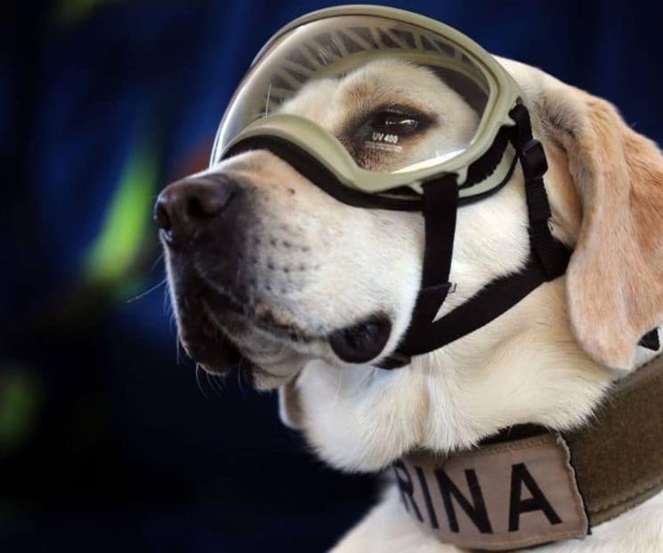 Harán homenaje a ‘Frida’, la perra rescatista