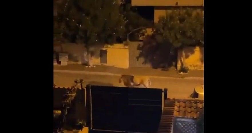 León escapa de un circo en Italia