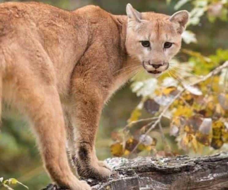 Niña de 3 años es atacada por puma domesticado en Chihuahua Niña de 3 años es atacada por puma domesticado en Chihuahua