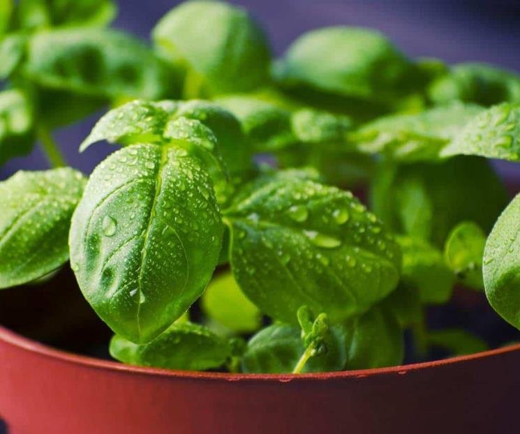 La hierba que ayuda a cicatrizar heridas e infecciones