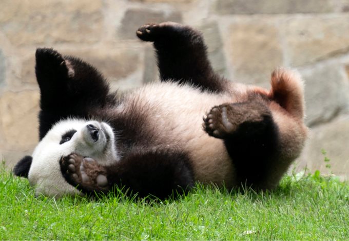 Enviará China más pandas a EU