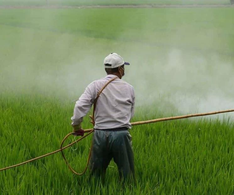 Aprobación de glifosato en Europa, en México se debe discutir: CNA Aprobación de glifosato en Europa, en México se debe discutir: CNA