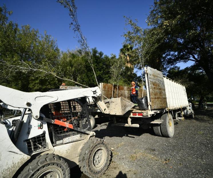 Reparten árboles al norte de Monterrey Reparten árboles al norte de Monterrey