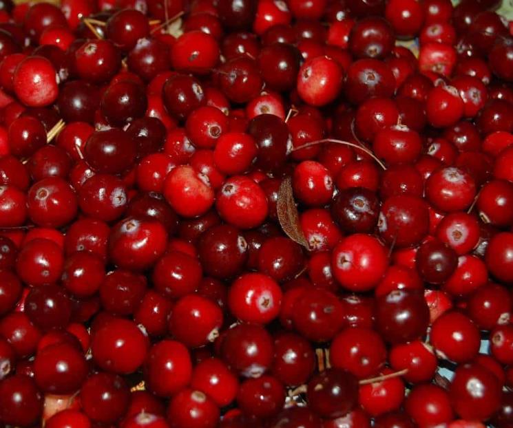 Consumir arándanos rojos ayuda para mejorar la memoria