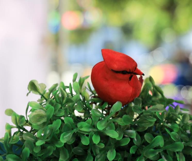 Impulsan ecoturismo responsable en Festival