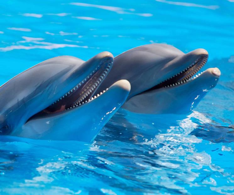 Adiós a Espectáculos con Mamíferos Marinos en México