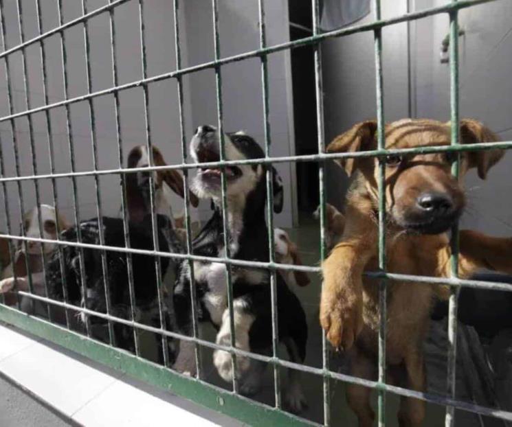 Así se sanciona el maltrato animal en Nuevo León