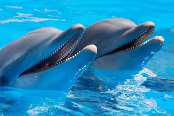 Adi&oacute;s a Espect&aacute;culos con Mam&iacute;feros Marinos en M&eacute;xico