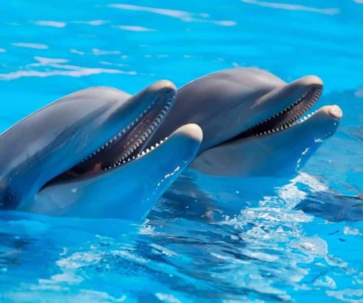 Adiós a Espectáculos con Mamíferos Marinos en México