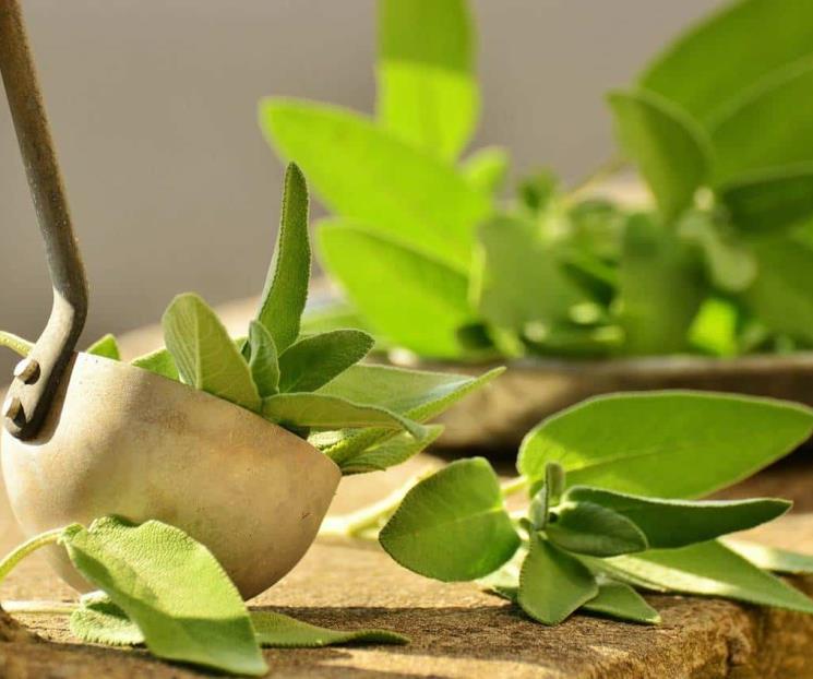 Los 6 beneficios del té de salvia para la salud