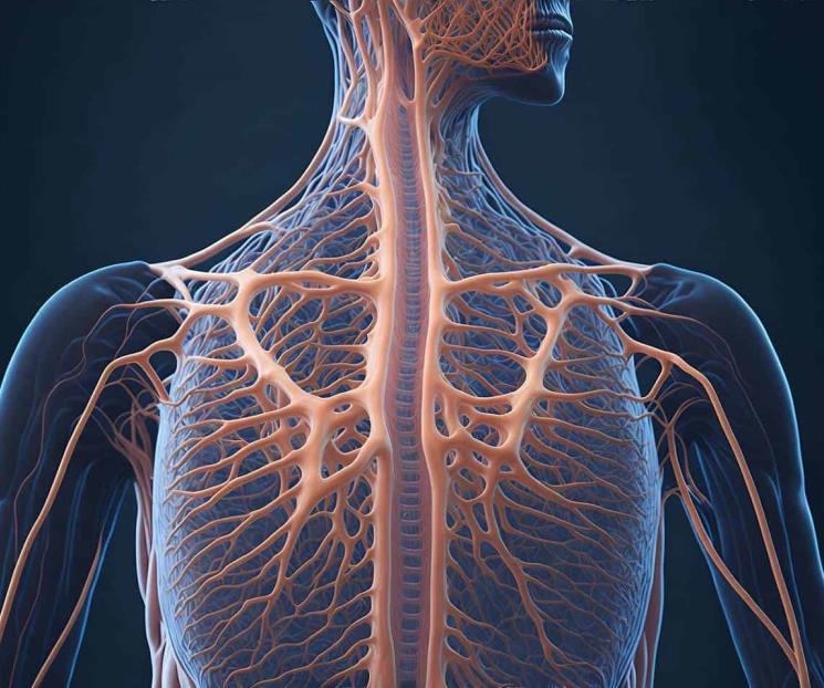 La vitamina B12 repara los tejidos