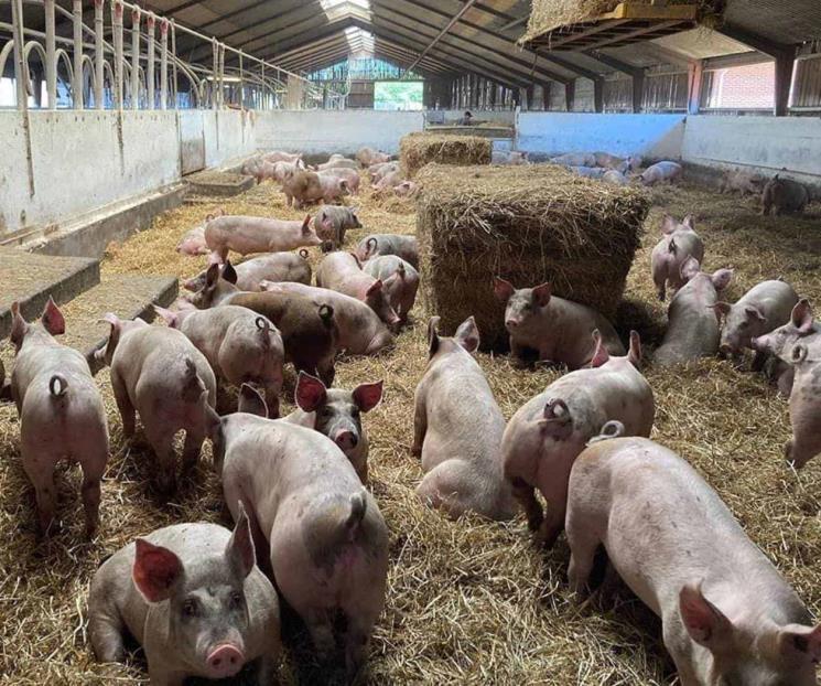 Detectan primer caso humano de gripe porcina en Reino Unido