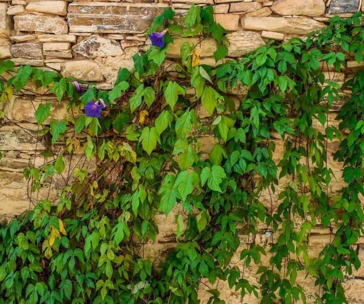 La hiedra, planta longeva que puede vivir por años en un jardín