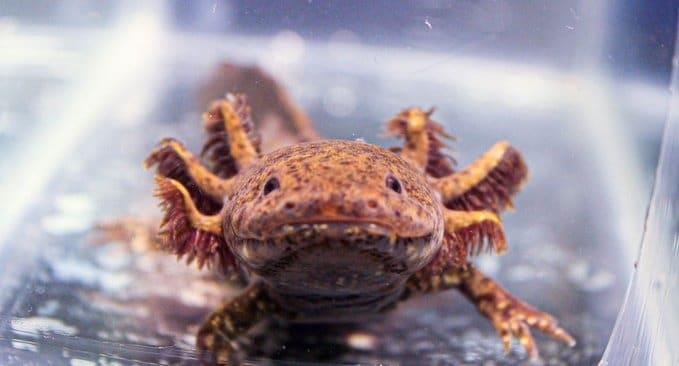 ¿Quieres adoptar un ajolote?