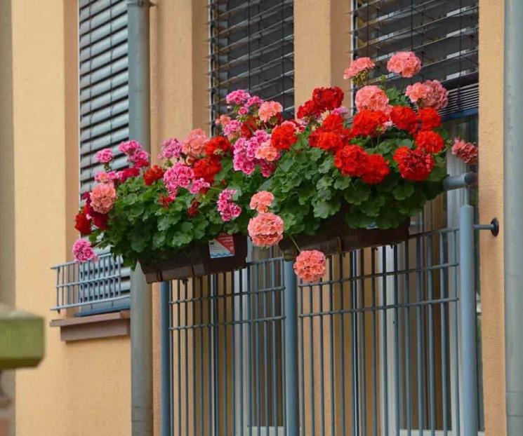 Recomendaciones de plantas para decorar el jardín sin sufrir humedad