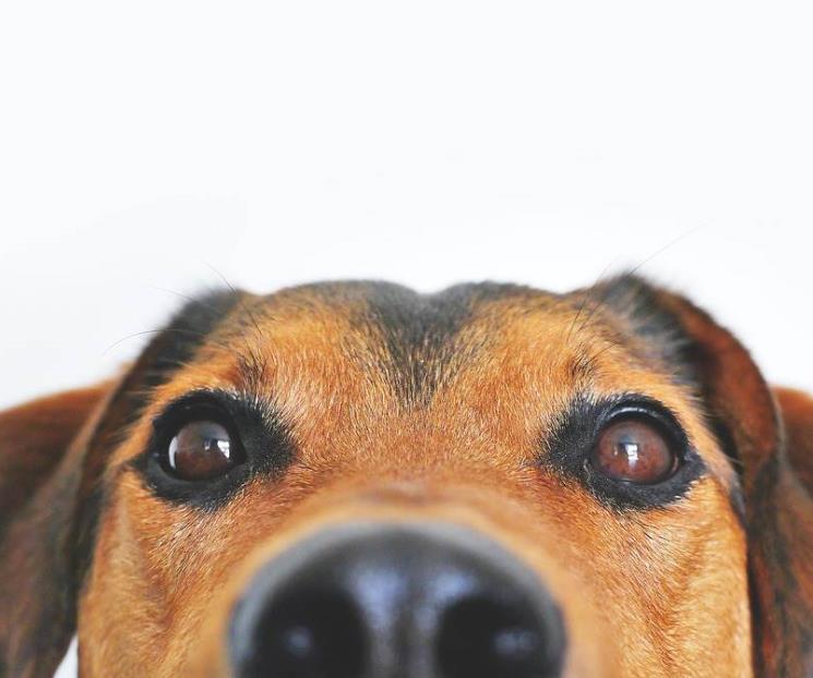 Piden no caer en pánico por misteriosa enfermedad de perros en EU