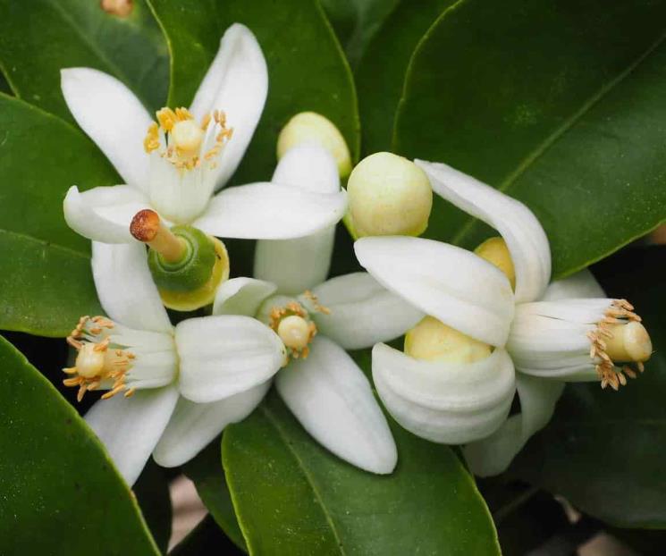 Flor de azahar, la planta que funciona como ansiolítico natural