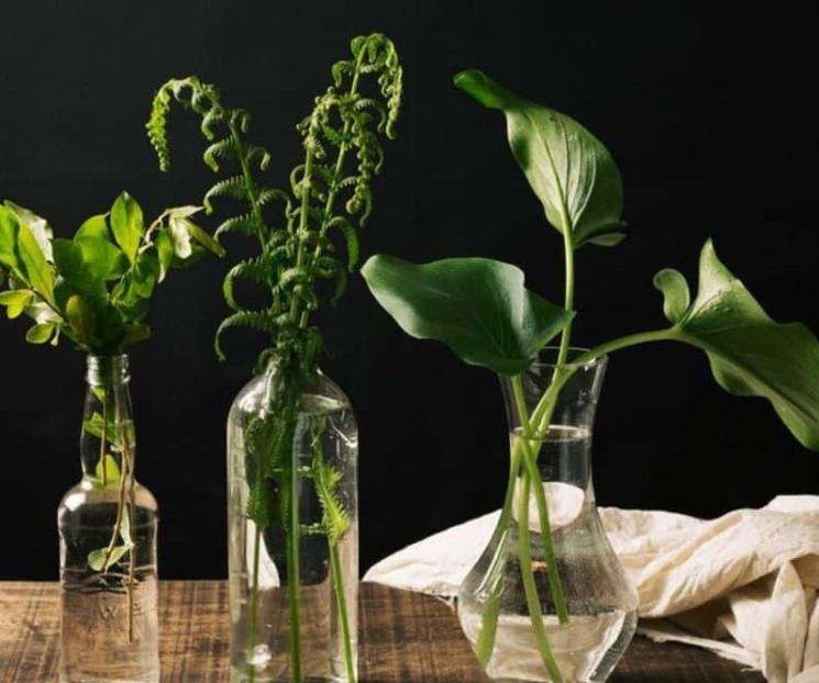 Estas son 5 plantas de interior que crecen en agua