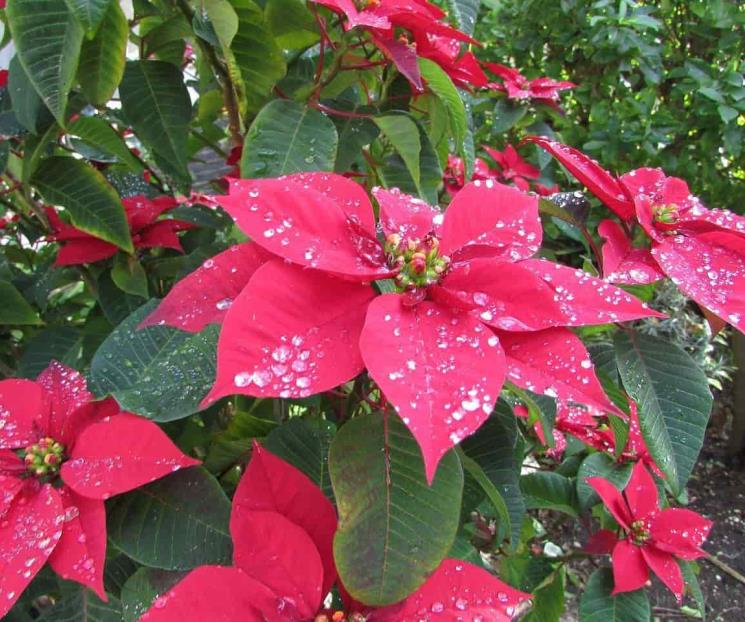 Por qué la flor de Nochebuena es tóxica para perros y gatos