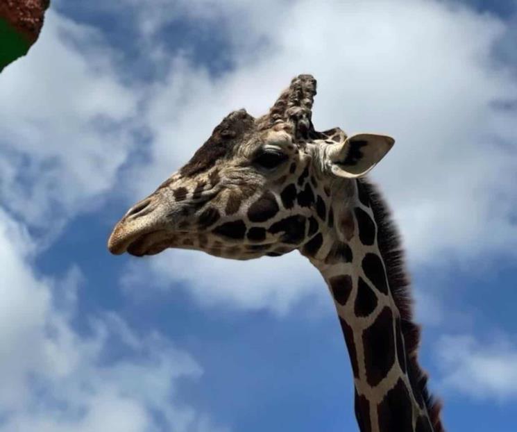 De luto zoológico de Tlaxcala por muerte de Yoyo la jirafa De luto zoológico de Tlaxcala por muerte de Yoyo la jirafa