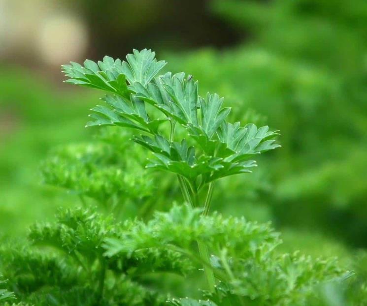 Tres hierbas para aliviar el dolor de muelas