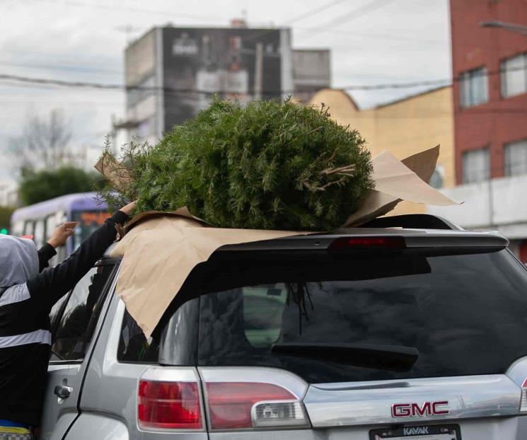 Día de la Inmaculada Concepción: ¿se pone el árbol de Navidad?