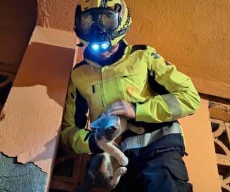 Rescatan a gato atorado en paredes