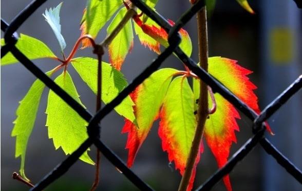 Conoce por qué las hojas de tus plantas se ponen marrones
