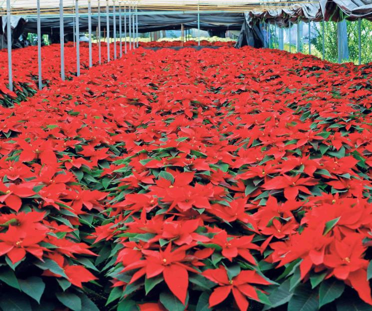 Flor de nochebuena: un regalo de México para el mundo