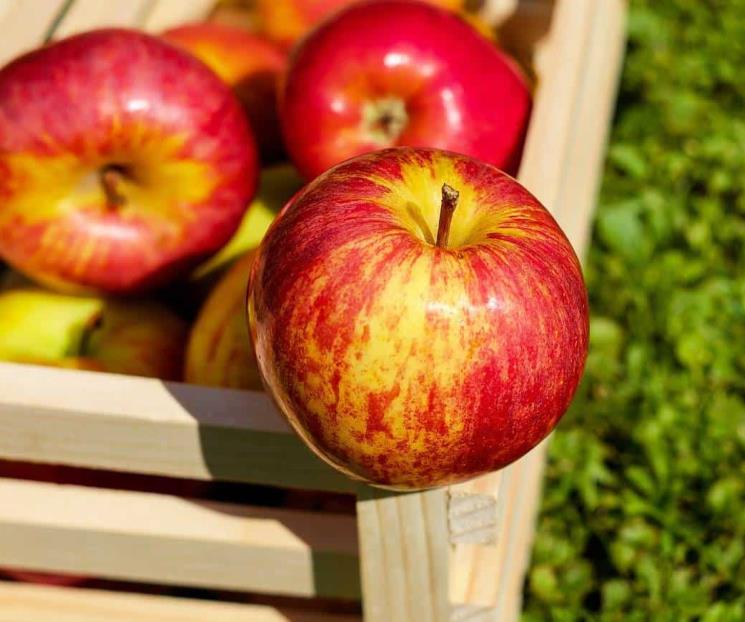 Beneficios de comer manzana, estrella de la ensalada de Navidad
