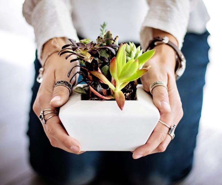 Los síntomas que indican que las plantas no están sanas