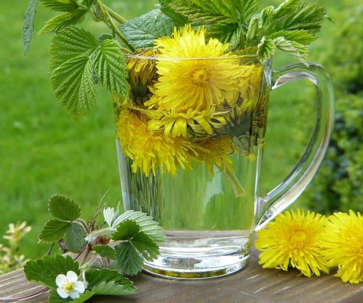 Descubre los beneficios de tomar té de diente de león Descubre los beneficios de tomar té de diente de león