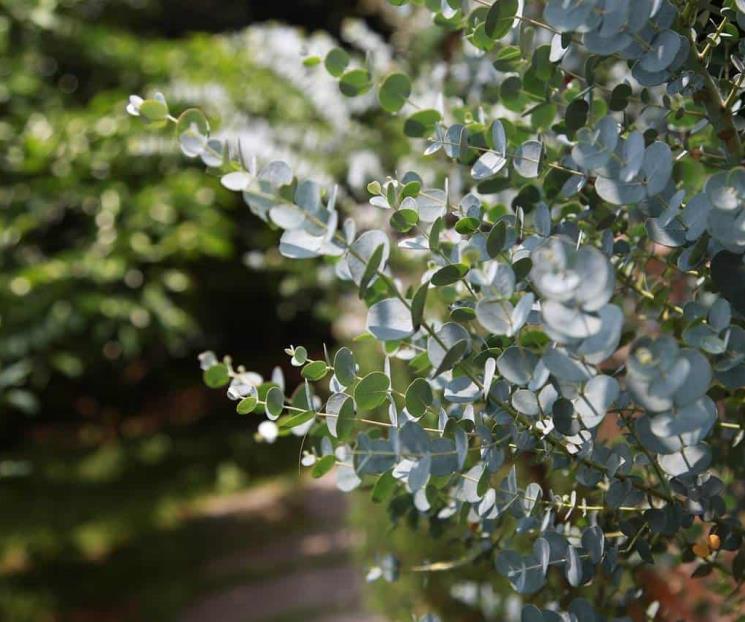 Técnicas para eliminar los mosquitos del jardín de manera natural