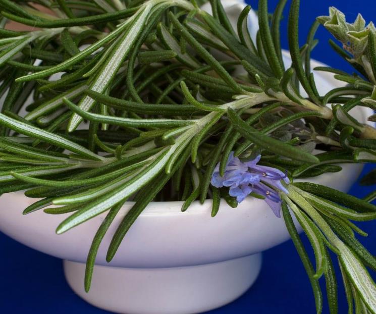 El remedio ancestral que mejora la memoria, según experta de Harvard