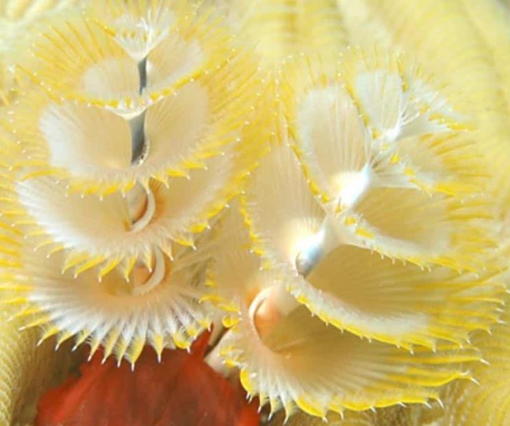 El habitante marino que recibe el nombre de Gusano árbol de Navidad