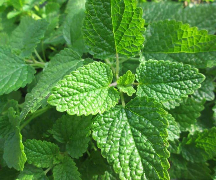 Las plantas ideales para combatir los síntomas de la menopausia