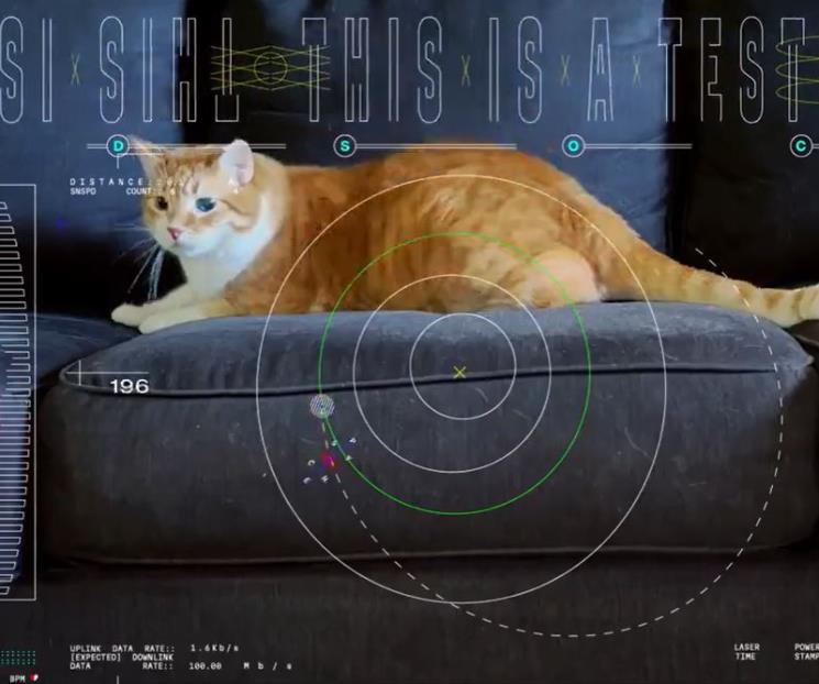 Envía la NASA video de un gato desde el espacio