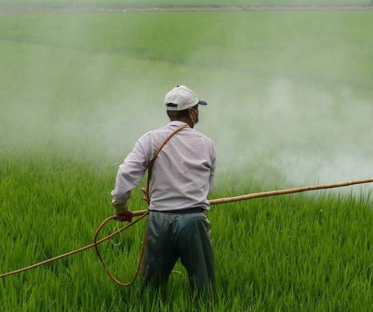 Será suicidio agrícola: UMFFAAC tras prohibición al glifosato