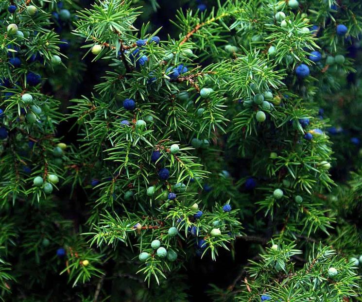 Beneficios de la infusión de enebro que quizás no conocías