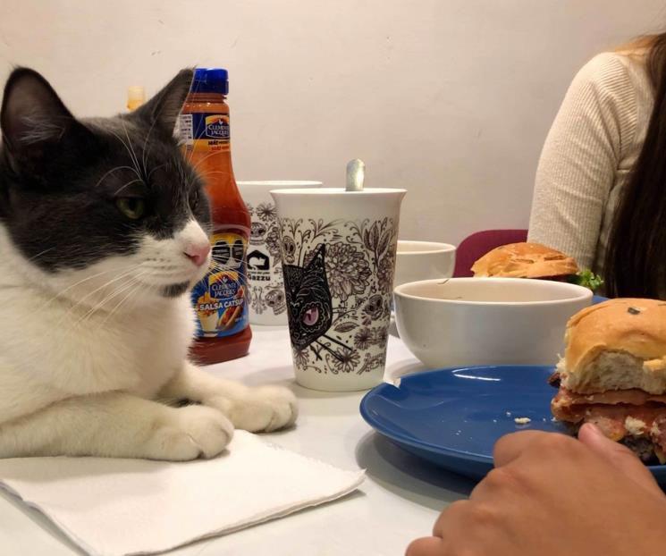 ¿Catfecito? El ‘arte’ de comer entre michis y ronroneos