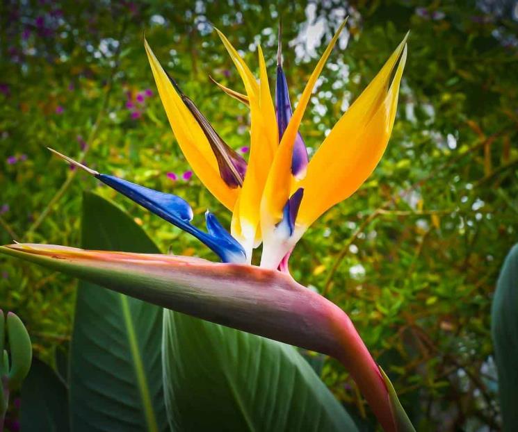 Dónde colocar la flor Ave del Paraíso para que florezca