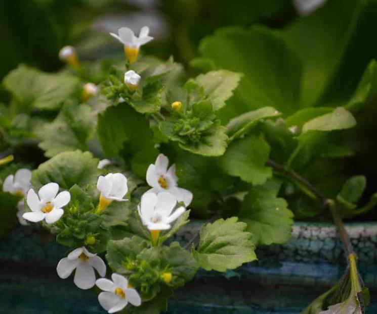 Bacopa, hierba ancestral que cautiva a la ciencia moderna