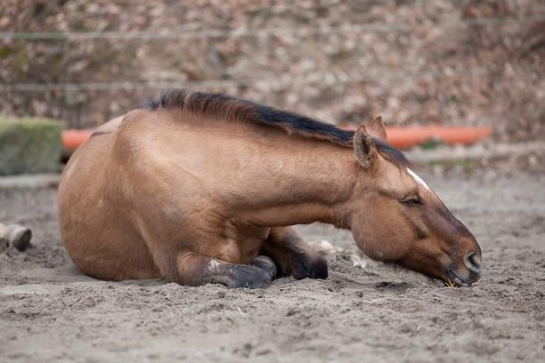OMS en alerta por primer caso de encefalitis equina en 20 años