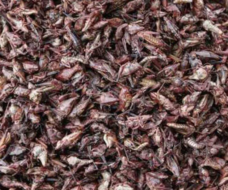 Qué nutrientes aporta comer chapulines
