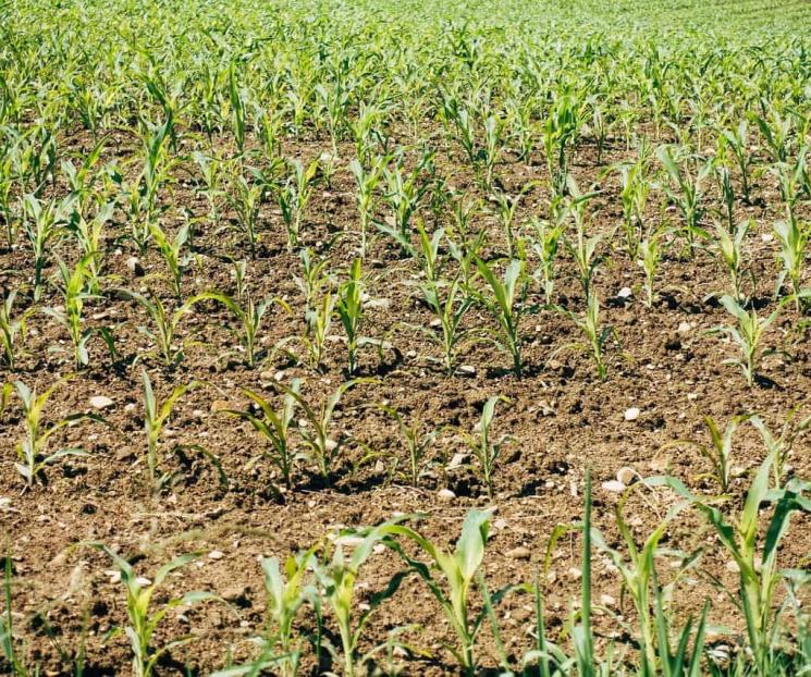 Usarán más de 17 mmdp para comprar fertilizantes