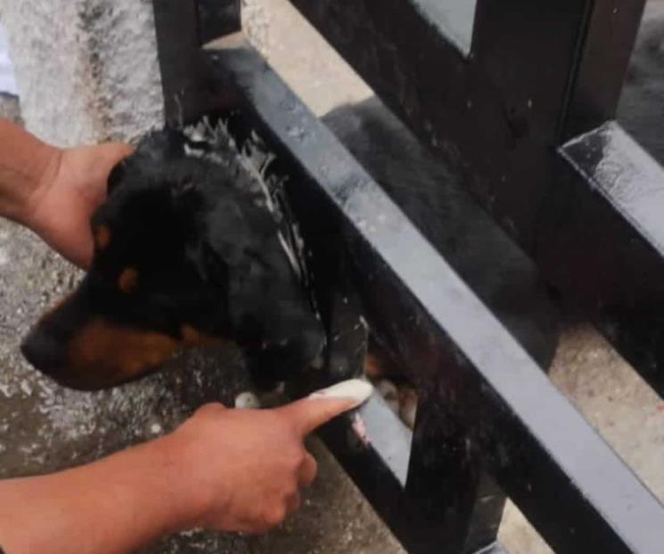 Rescatan a perra que se atoró en barandal de casa Rescatan a perra que se atoró en barandal de casa