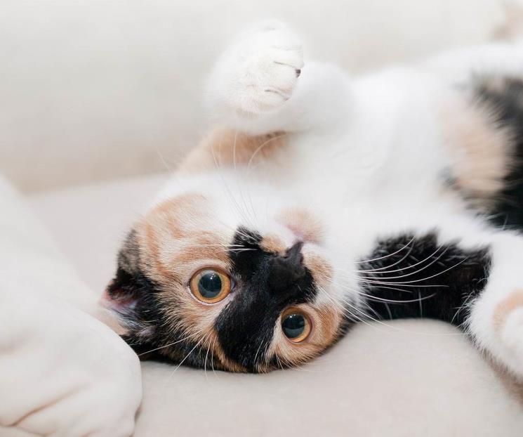 Razones para adoptar un gato si vives solo