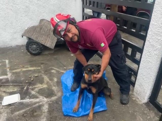 Elementos de Protección Civil Municipal acudieron a la Colonia Bosques de Escobedo segundo sector, donde rescataron a “La Negrita, una perrita Rottwailer de 2 años de edad que quedó atorada de su cabeza en un barandal de la casa donde hace un año la adoptaron.