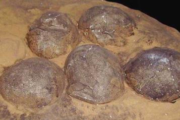 Descubren en China huevos de dinosaurio cristalizados