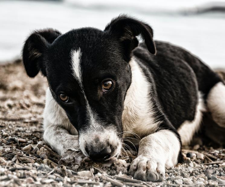 ¡Les vale! Pirotecnia hace escapar a perritos en NL